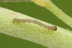 Scotopteryx moeniata