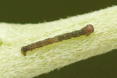 Scotopteryx moeniata