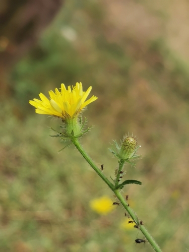 Crepis dioscoridis