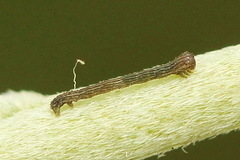 Scotopteryx moeniata