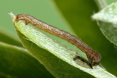 Scotopteryx moeniata