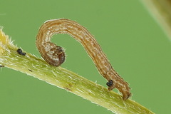 Scotopteryx moeniata
