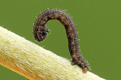 Scotopteryx moeniata