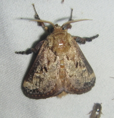 Scotinochroa inconsequens