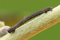 Scotopteryx moeniata