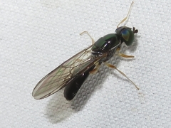 Sargus decorus