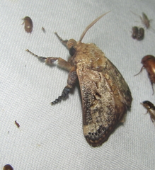 Scotinochroa inconsequens