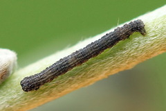 Scotopteryx moeniata