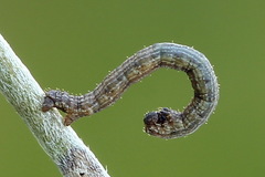 Scotopteryx moeniata