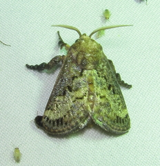 Scotinochroa inconsequens