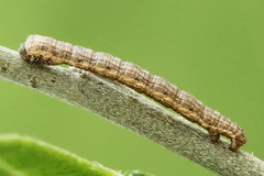 Scotopteryx moeniata
