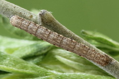 Scotopteryx moeniata