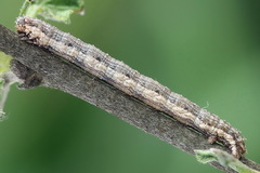 Scotopteryx moeniata