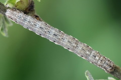 Scotopteryx moeniata