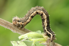 Scotopteryx moeniata