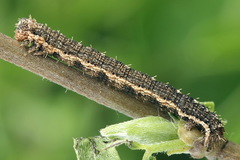 Scotopteryx moeniata