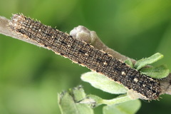 Scotopteryx moeniata
