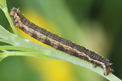 Scotopteryx moeniata