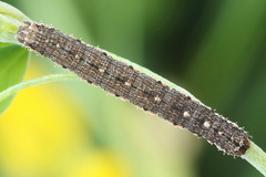 Scotopteryx moeniata