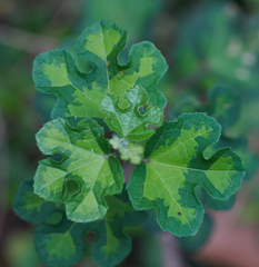 Urena procumbens