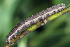 Scotopteryx moeniata