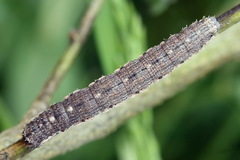 Scotopteryx moeniata