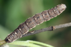 Scotopteryx moeniata