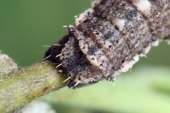 Scotopteryx moeniata