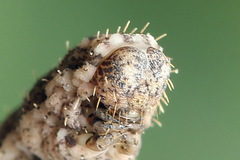 Scotopteryx moeniata