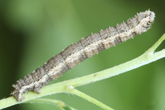 Scotopteryx moeniata
