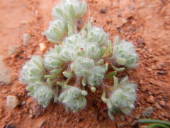 Lasiopogon