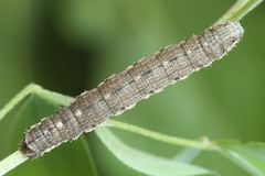 Scotopteryx moeniata
