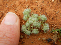 Lasiopogon