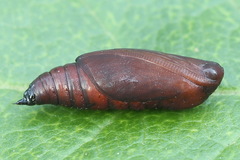 Scotopteryx moeniata
