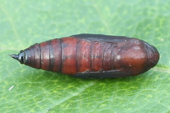 Scotopteryx moeniata