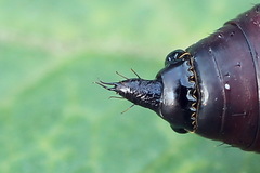 Scotopteryx moeniata