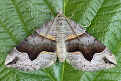Scotopteryx moeniata