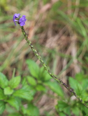 Stachytarpheta