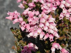 Erica modesta
