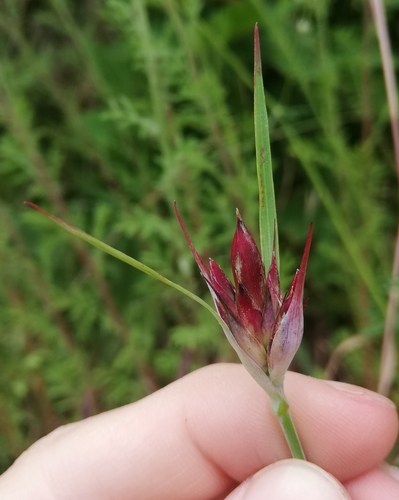 Image of Dianthus giganteus by no rights reserved