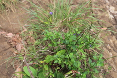 Stachytarpheta