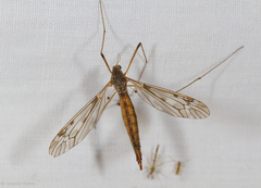 Tipula scripta