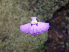 Utricularia uniflora