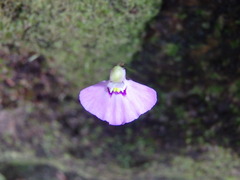 Utricularia uniflora