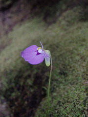 Utricularia uniflora