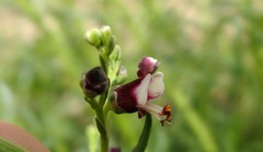 Scrophularia canina