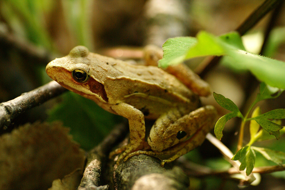 Dybowski's Brown Frog