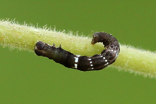 Early Thorn
