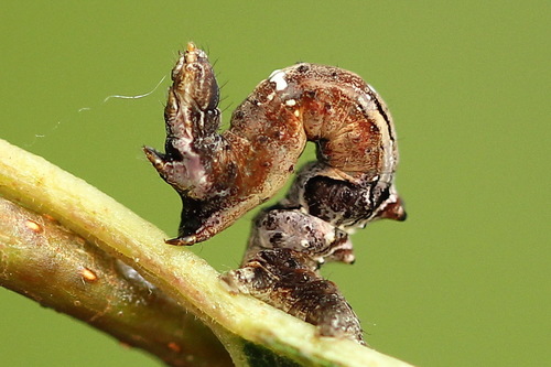 Early Thorn