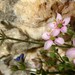 Rhodalsine geniculata - Photo (c) michi1, osa oikeuksista pidätetään (CC BY-NC), lähettänyt michi1
